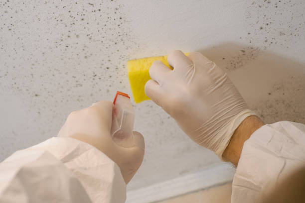 Best Forensic Mold Investigation  in Lovelock, NV