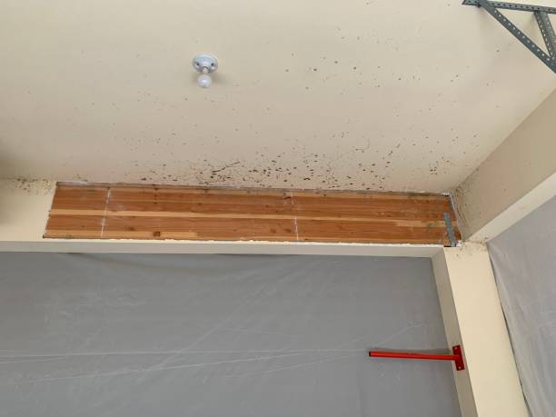 Best Environmental Consulting for Mold Prevention  in Lovelock, NV